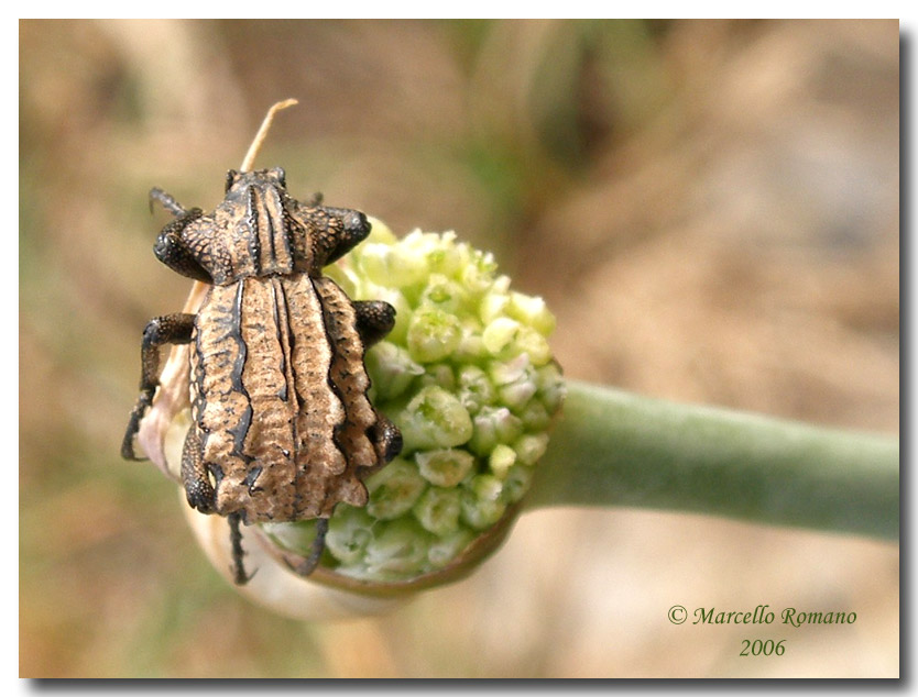 Ritratti (8): Brachycerus albidentatus